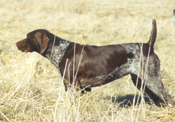 Heidi