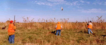 Pheasant